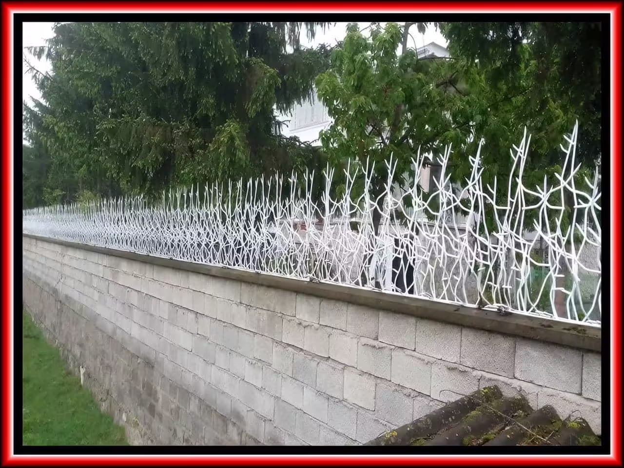 بررسی حفاظ بوته ای