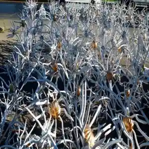 حفاظ گل آفتابگردان حفاظ گل آفتابگردان