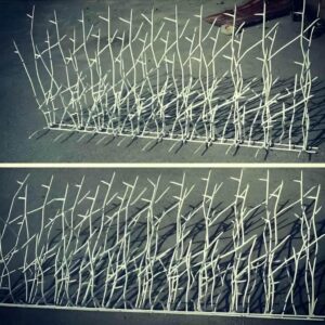 حفاظ شاخ گوزنی دیوار در کیش