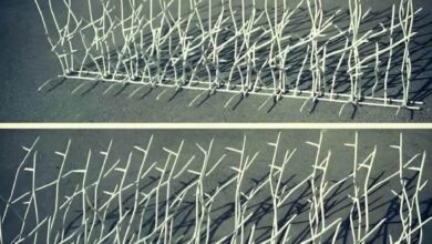 حفاظ شاخ گوزنی دیوار در کیش