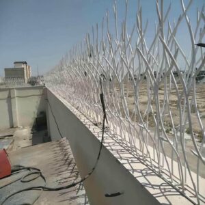 حفاظ شاخ گوزنی دیوار در آمل