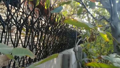 حفاظ شاخ گوزنی دیوار در هشتگرد