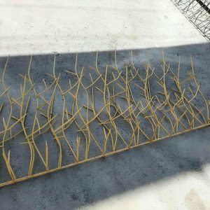 حفاظ شاخ گوزنی دیوار در چالوس