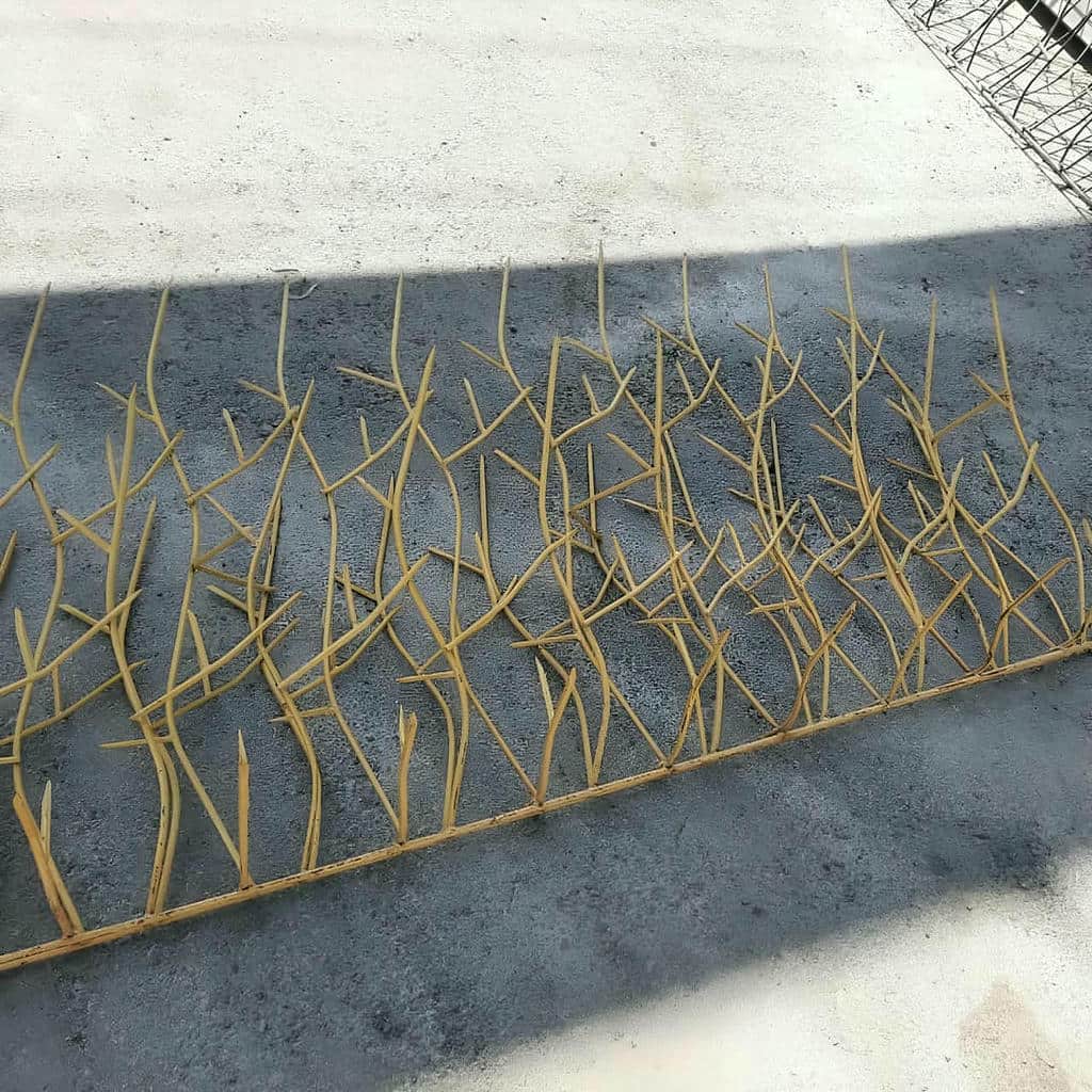 حفاظ شاخ گوزنی دیوار در چالوس