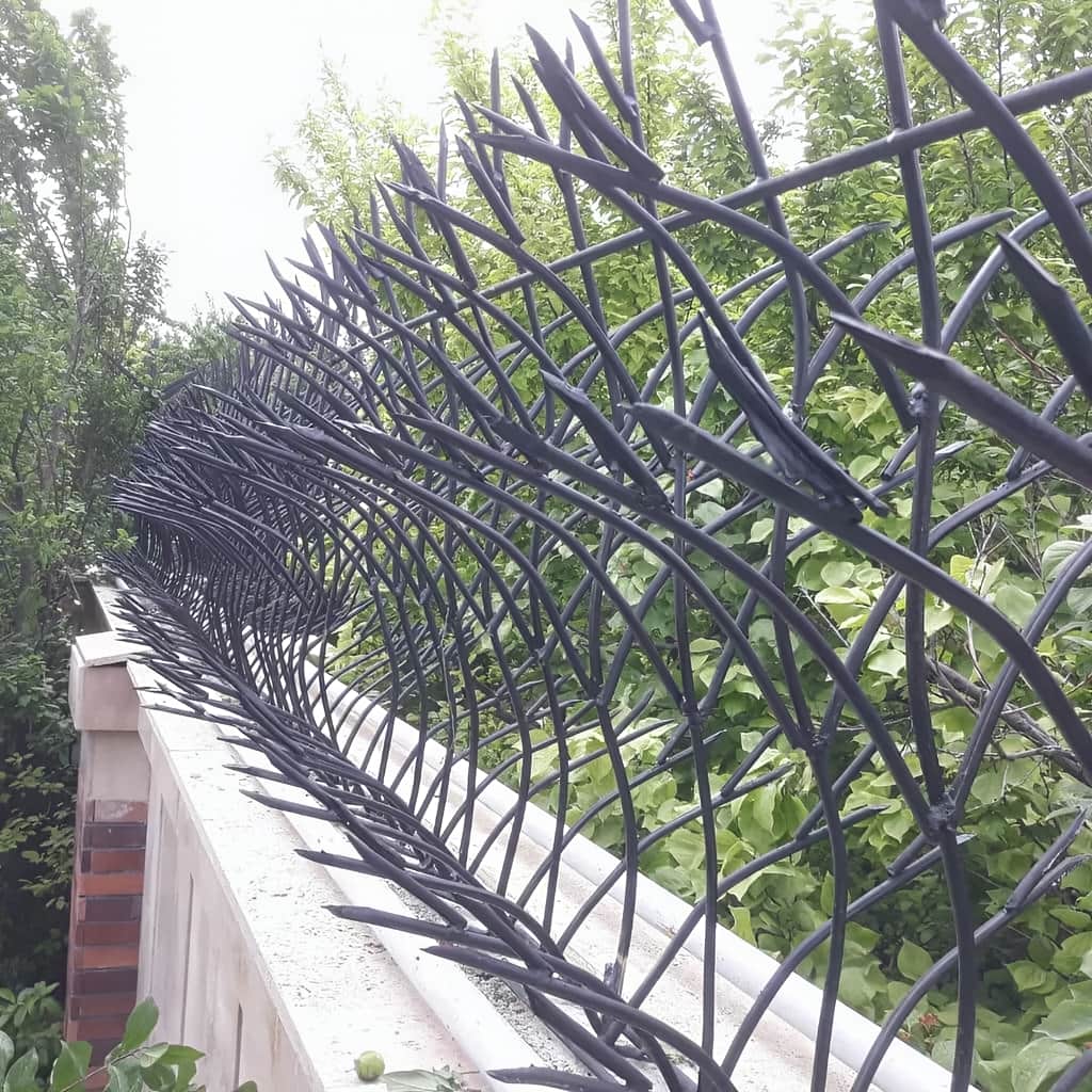 حفاظ غنچه ای با ارتفاع متناسب برای حفظ حریم